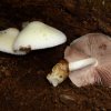 Volvariella bombycina, Wolliger Scheidling